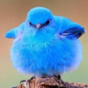 Meet your Posher, Bridget